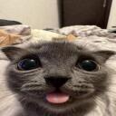 Kittyyy kingdom